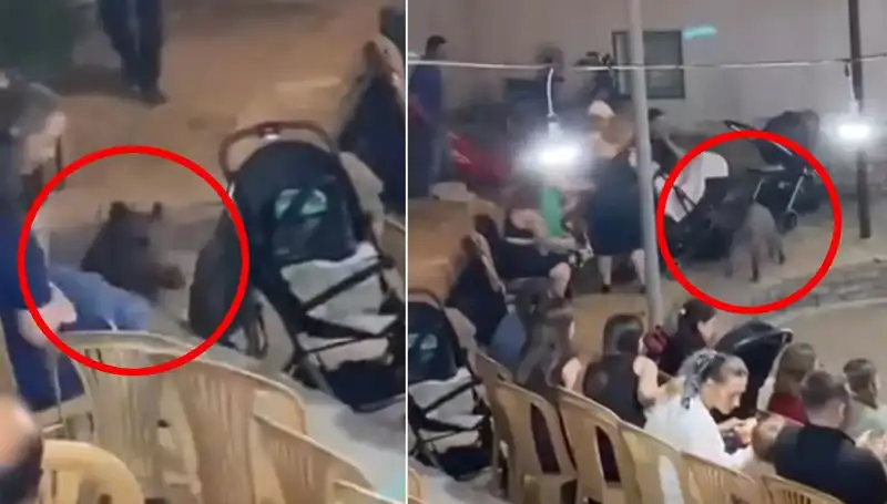 Düğün Törenine Gelen Yaban Domuzu Korku Dolu Anlar Yaşattı