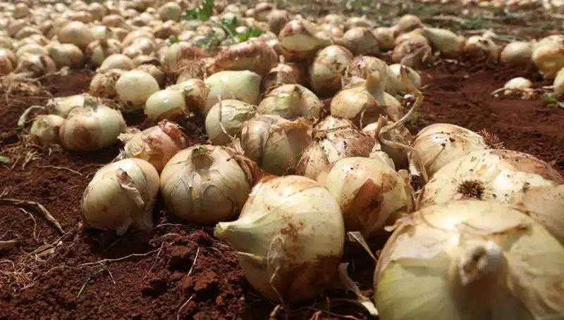 Hatay'da Soğan Hasadı Sezonu Başladı: Rekolte Çiftçiyi Sevindiriyor!