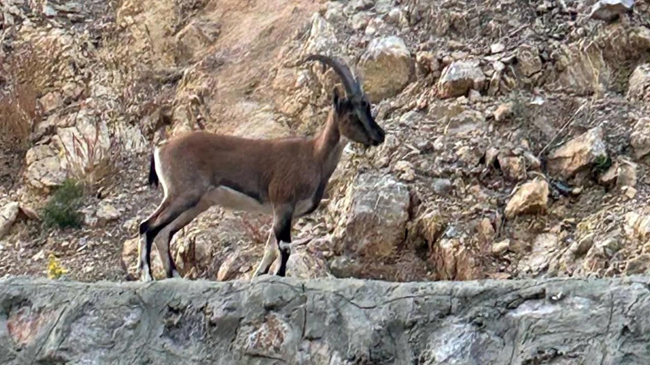 Yaban Keçisini Avcıya 661 Bin Lira Cezai İşlem