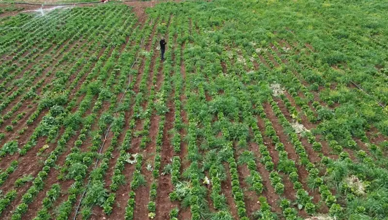 Türkiye'nin Marul Hasadı Kuraklık Nedeniyle Tehdit Altında!