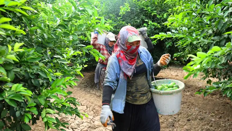 Marketlerdeki Yüksek Patates Fiyatları Düşmeye Başladı, Sebebi Hasat Zamanı!