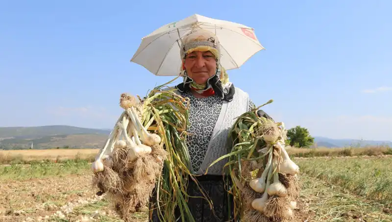 Kavurucu Sıcaklarda Çalışanların Yaz Mesaisi: Günlük 1200 TL Kazanmak İçin Mücadele