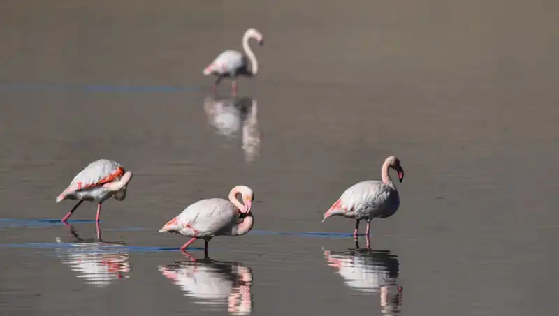 Kuraklık Felaketi: Flamingo Sayısı Kuş Cennetinde Tehlikede