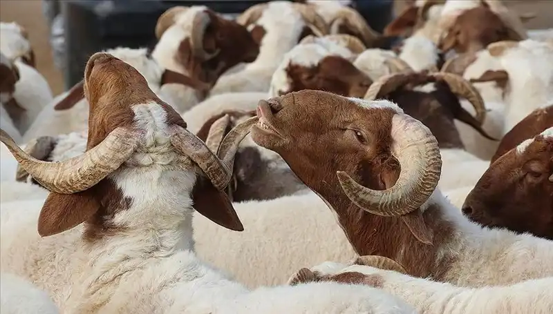 Akika Kurbanı Nedir? Kesim Zamanı ve Yenmesi Caiz Mi?