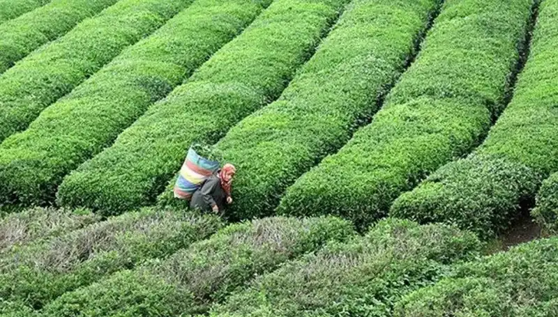 ÇAYKUR, Bayramda Yaş Çay Alımında Hız Kesmeden Devam Edecek!