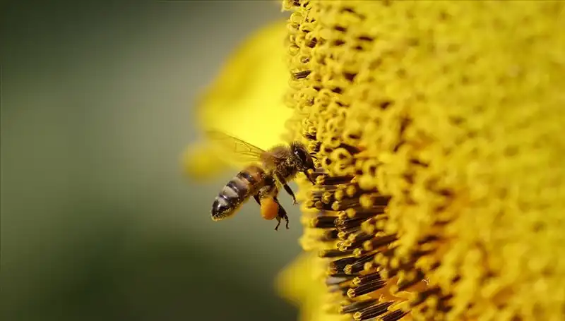 Kır Çiçeklerindeki Zehir, Arı Ölümlerinin Gizemini Aydınlatıyor