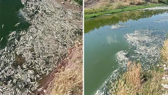 Karasu Çayı'nda Şok Balık Ölümleri: Nereden Geliyor Bu Tehlike?