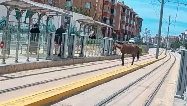 Eskişehir'de Tramvay Raylarında Görülen Başiboş At, Şehirde Şaşkınlık Yarattı