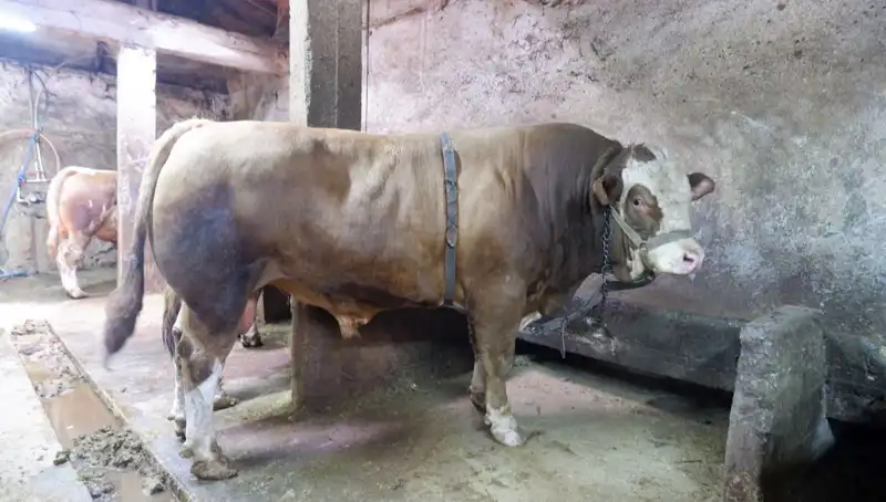 1 Ton 200 Kilo Ağırlığındaki Eşya Satıldı: Fiyatıyla Şaşırttı!
