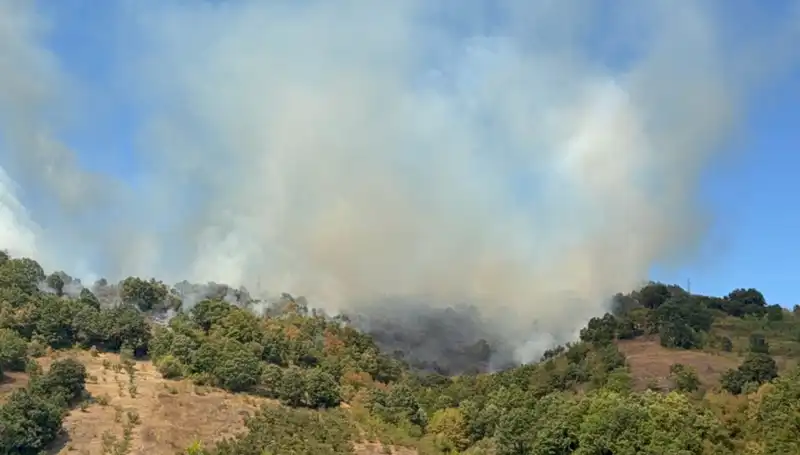Düzce'de Orman Yangını: Hava ve Karadan Cesur Müdahale