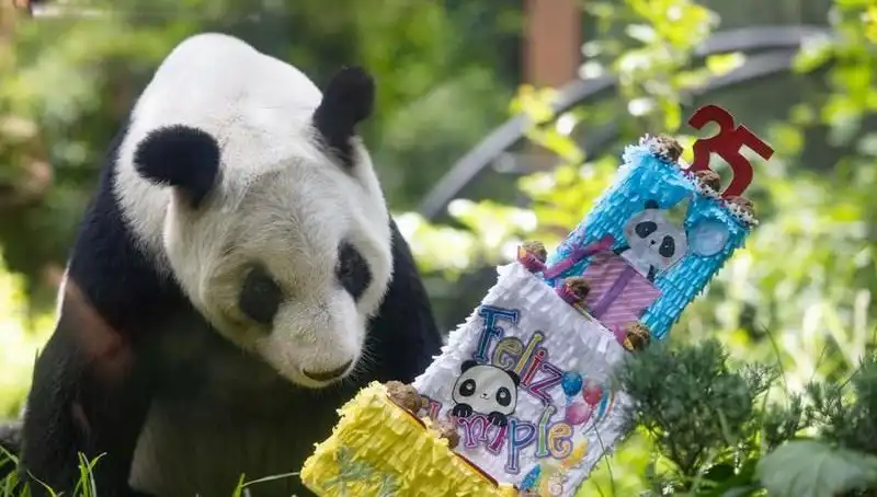Dev Panda Xin Xin: 35 Yaşında, Uluslararası Bir Sembol Olmayı Başardı!