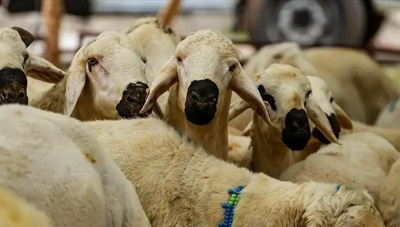 2025'te Kurban Bayramı: Kurban Kesmek Farz Mı? Bilmeniz Gerekenler
