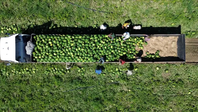 Bafra Ovası'nda Karşılaşılacak Karpuz Rekoltesi 94 Bin 500 Ton Olacak