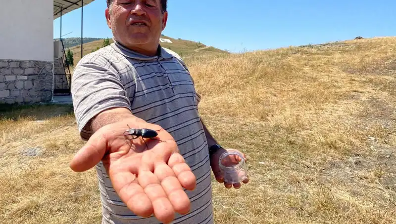 Sivas’ta Eşsiz Bir Böcek Görüldü: Öldürmenin Cezası 557 Bin TL