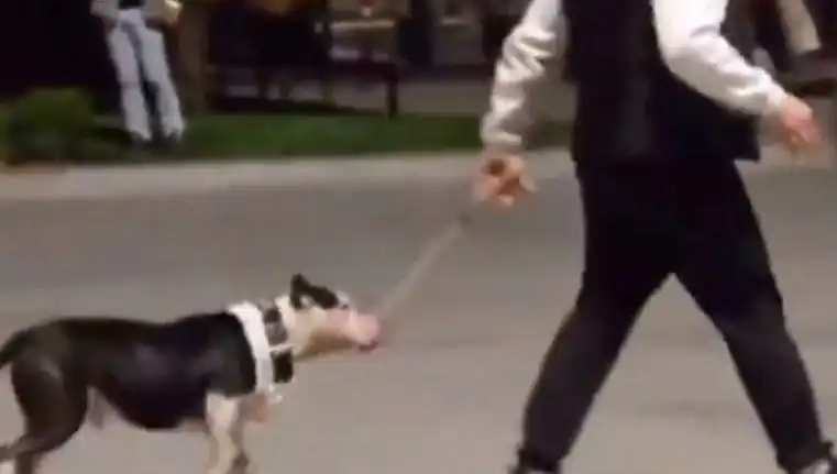 Ağızlıksız Pitbull'un Yer Aldığı Saldırı Olayı: Sahibine Ceza