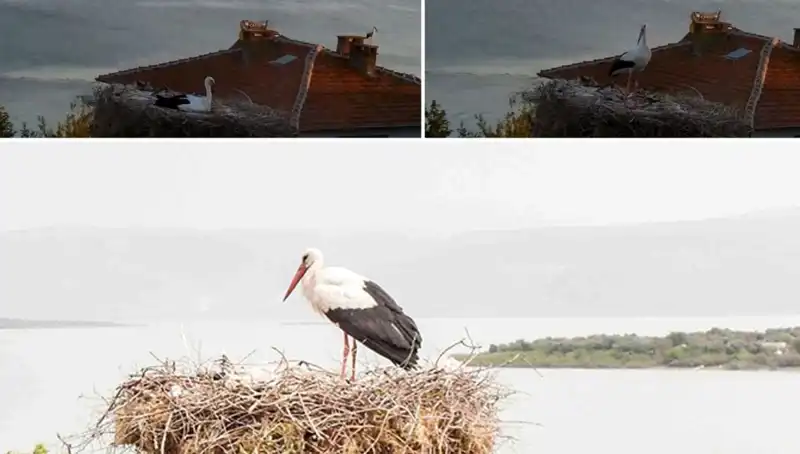 Leylek Yaren, Depremi Önceden Hissetti ve Üzerine Sorulara Neden Oldu