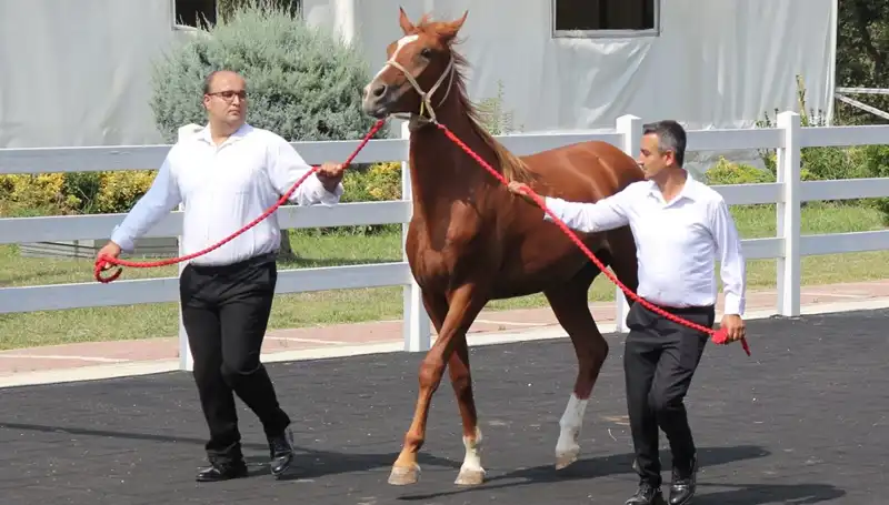 Taşkın Kral Rekoru: Doğanın Gücünü Gözler Önüne Serdi