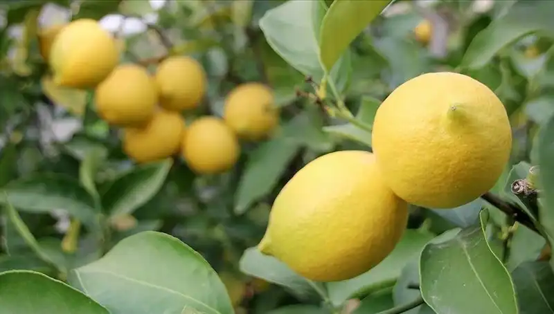 Limon Fiyatları Uçuşa Geçti: Tüketici Elde Kalanı Mücadele Ediyor!