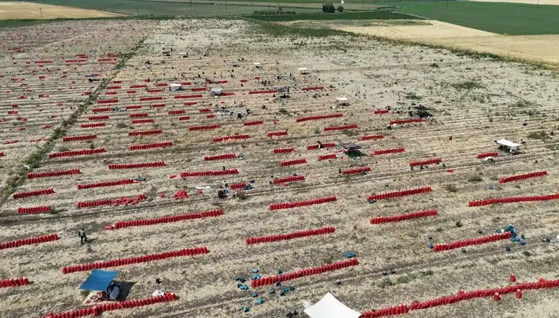 Tarlada Domates Fiyatları 5 TL Olunca Üreticilerin Sıcak Sınavı Başladı